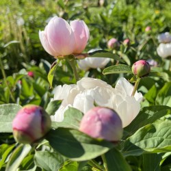 Paeonia lactiflora pilt Marika Vartla IMG-9196